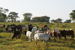 Elevage de Boeufs