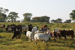 Elevage de Boeufs