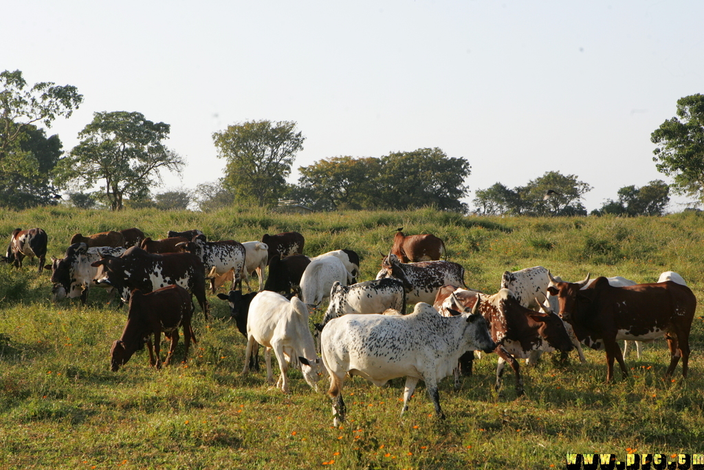 Elevage de Boeufs