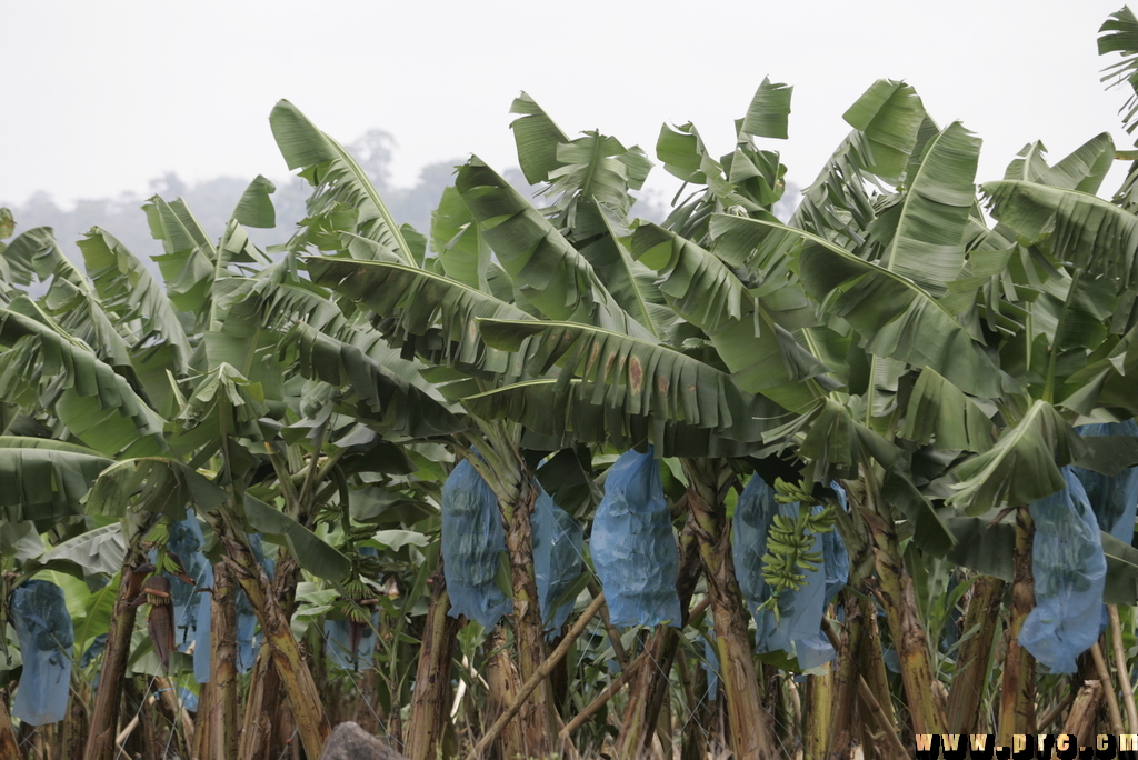 bananeraie à njombe-penja (1)